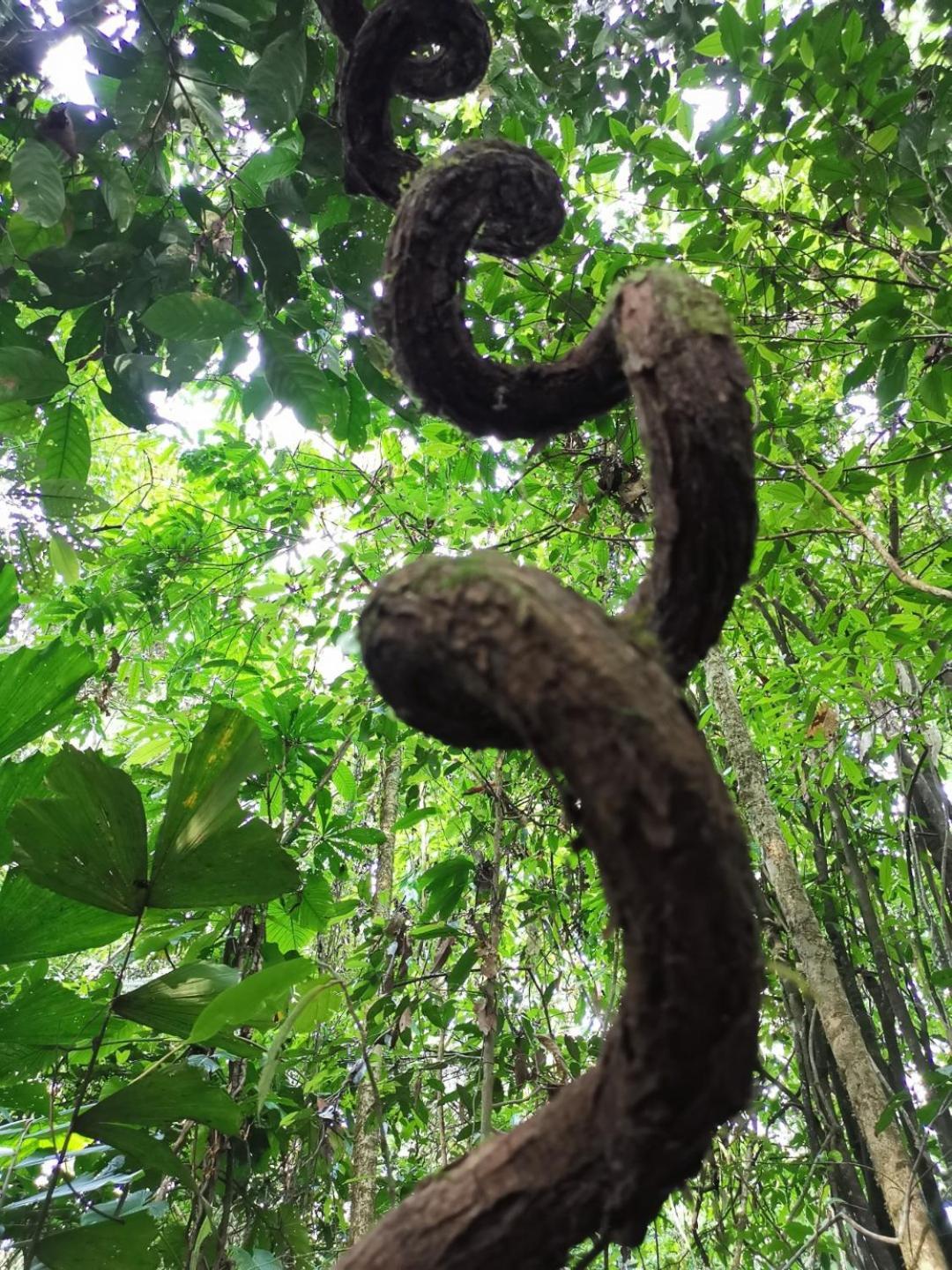 Gaia Amazon Eco Lodge Ahuano Eksteriør billede