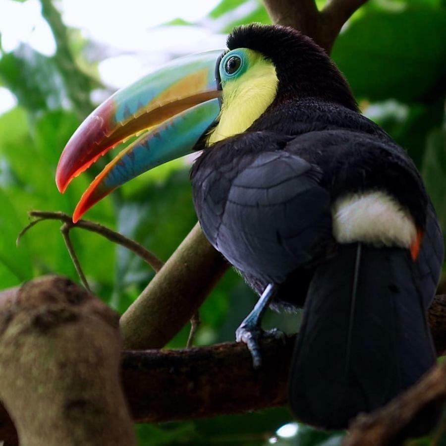 Gaia Amazon Eco Lodge Ahuano Eksteriør billede